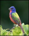 _7SB4020 painted bunting